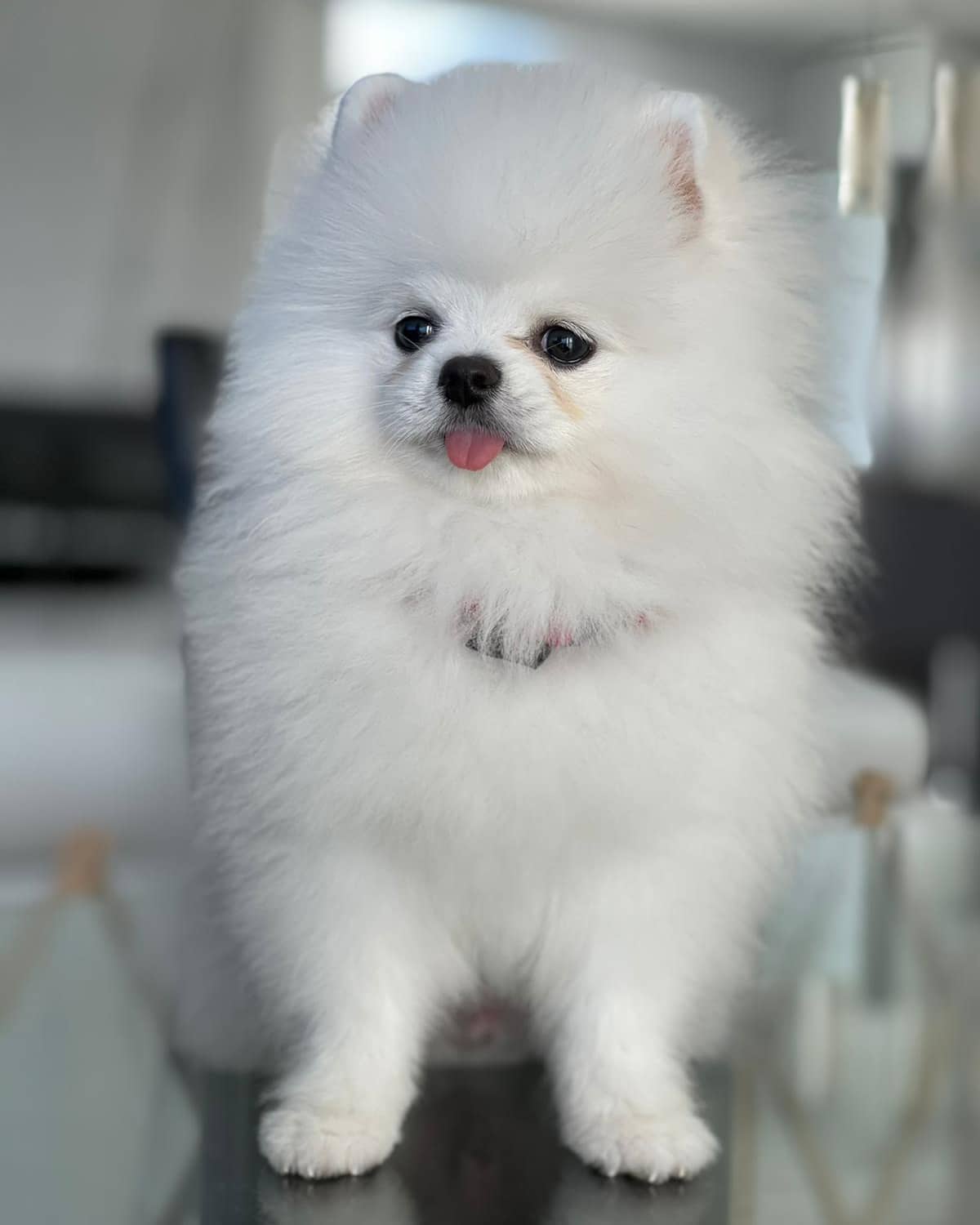 Florida Pomeranian Puppies for Sale