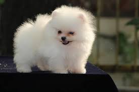 Montana Pomeranian Puppies for Sale