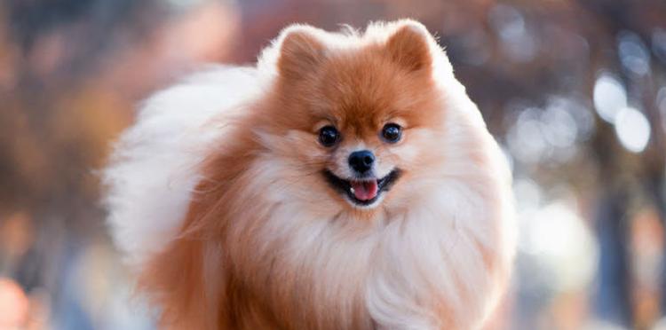 teacup pomeranian puppies for sale