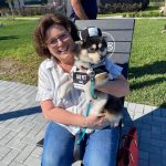 Pomeranian Puppies for Sale and Adoption