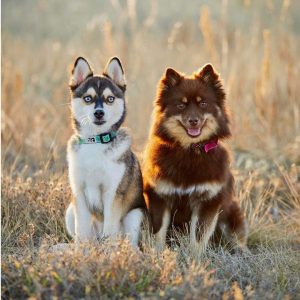 Pomeranian Puppies for Sale and Adoption