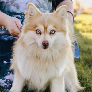 Pomeranian Puppies for Sale and Adoption