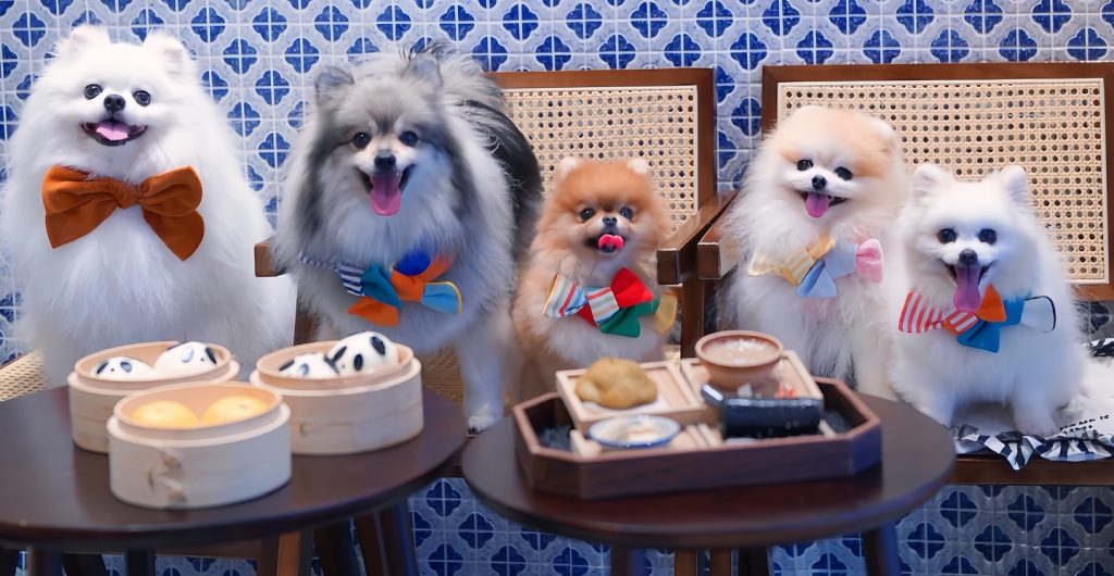 Pomeranian Puppies for Sale and Adoption