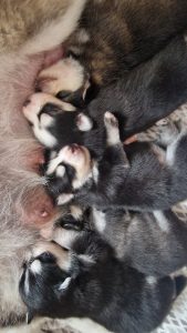 Pomeranian Puppies for Sale and Adoption