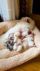 Pomeranian Puppies for Sale and Adoption