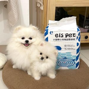 California Pomeranian Puppies for Sale