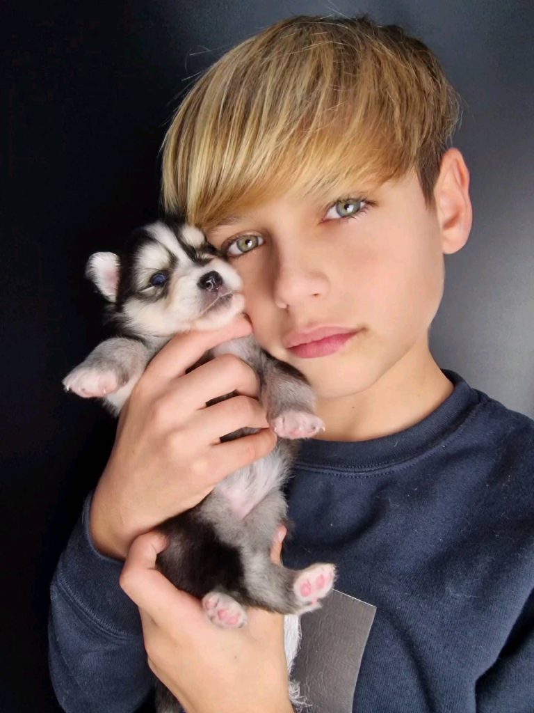 Pomeranian Puppies for Sale and Adoption