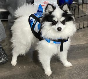 Pomeranian Puppies for Sale and Adoption