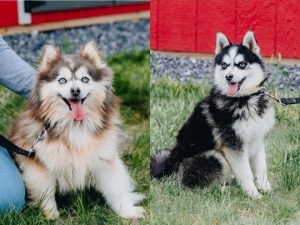 Pomeranian Puppies for Sale and Adoption