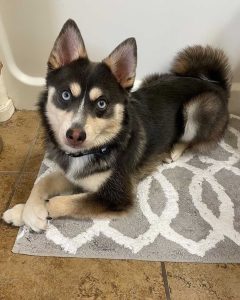 Pomeranian Puppies for Sale and Adoption