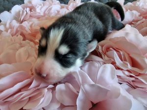 Pomeranian Puppies for Sale and Adoption