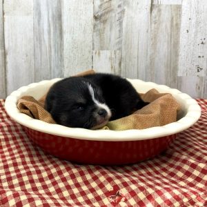 Pomeranian Puppies for Sale and Adoption