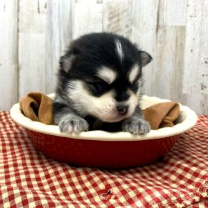 Pomeranian Puppies for Sale and Adoption