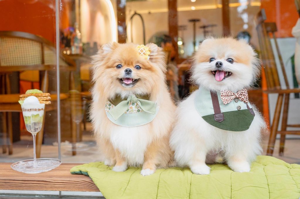 Pomeranian Puppies for Sale and Adoption