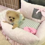 Pomeranian Puppies for Sale and Adoption