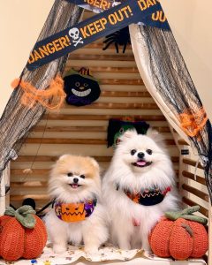 Pomeranian Puppies for Sale in Arkansas