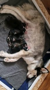 Pomeranian Puppies for Sale and Adoption