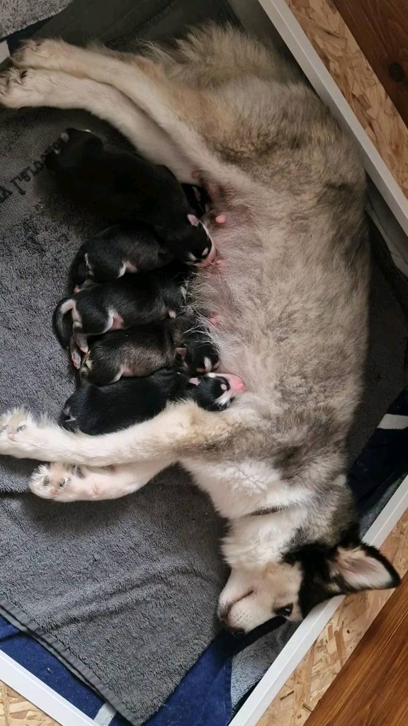 Pomeranian Puppies for Sale and Adoption