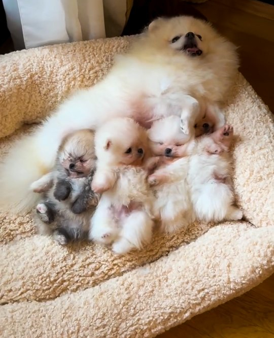 Pomeranian Puppies for Sale and Adoption