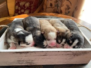 Pomeranian Puppies for Sale and Adoption