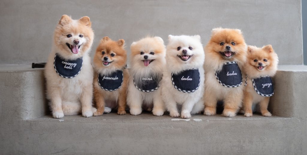 Pomeranian Puppies for Sale and Adoption