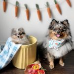 Pomeranian Puppies for Sale and Adoption
