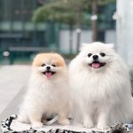 Pomeranian Puppies for Sale and Adoption