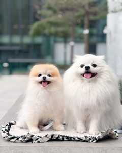 Pomeranian Puppies for Sale in Nevada