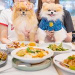 Pomeranian Puppies for Sale and Adoption