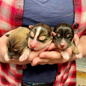 Pomeranian Puppies for Sale and Adoption