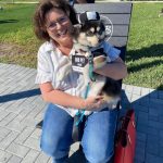 Pomeranian Puppies for Sale and Adoption